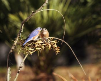 Birds bluebird