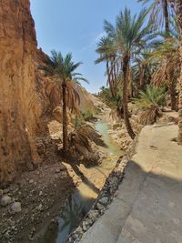 Scenic view of palm trees against clear sky