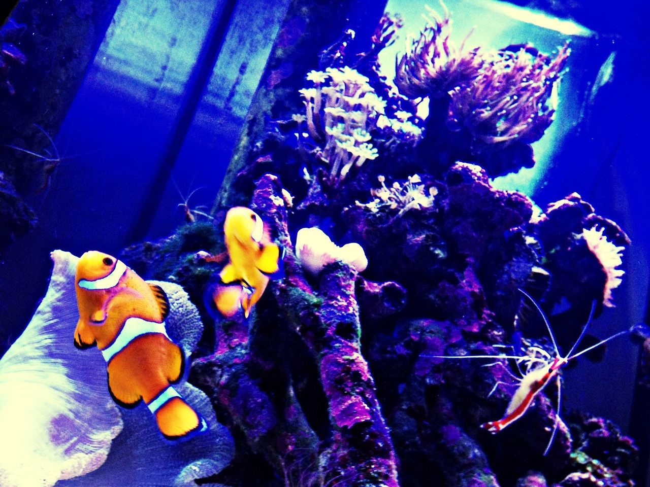 underwater, animal themes, swimming, sea life, animals in the wild, fish, undersea, wildlife, water, sea, aquarium, blue, coral, nature, beauty in nature, school of fish, medium group of animals, one animal, two animals