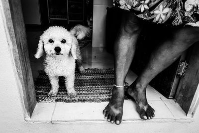 Portrait of dog standing outdoors
