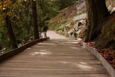 Empty narrow pathway along trees in forest