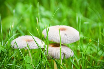 Close-up of mushroom growing on field