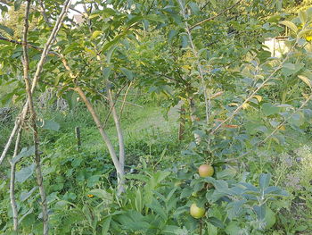 Trees growing in farm