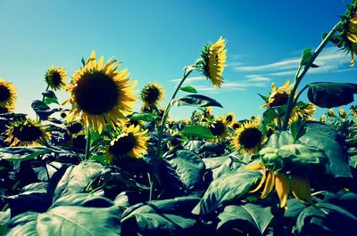 Close-up of sunflower against sky