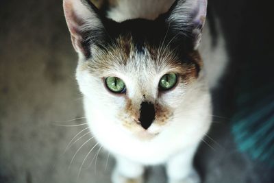 Close-up portrait of cat