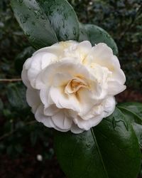 Close-up of flower blooming outdoors