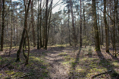 Trees in forest