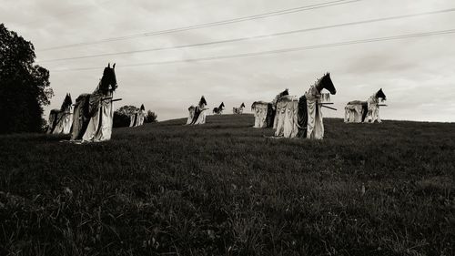 Horses in field with sky in background