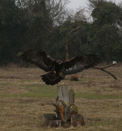 Bird flying over tree