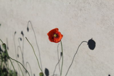 Red flower blooming against wall