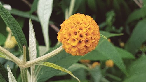 Close-up of yellow flower