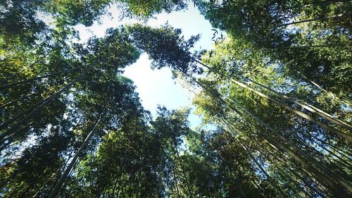 Low angle view of trees against sky