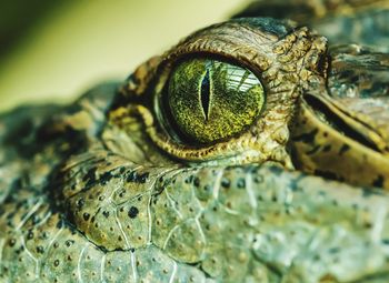 Reptile crocodile eye