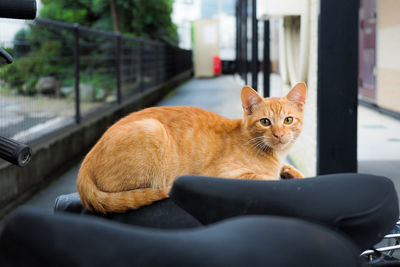 Portrait of cat sitting in car