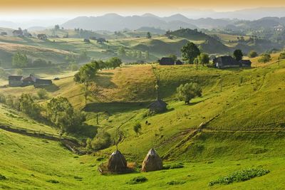 Scenic view of agricultural field