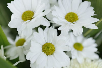 Close-up of white daisy blooming outdoors