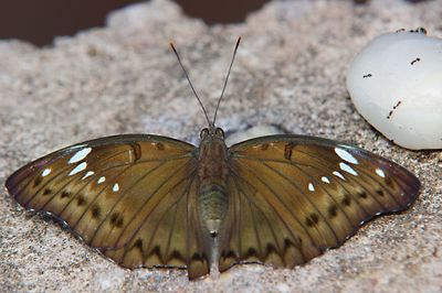 Close-up of butterfly