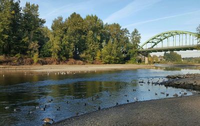 Reflection of trees in river