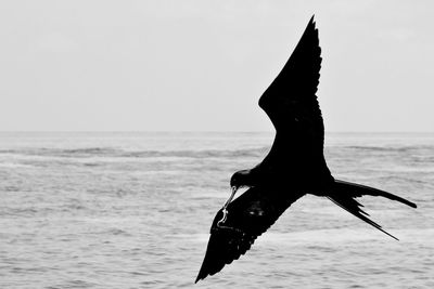 View of a bird flying over sea