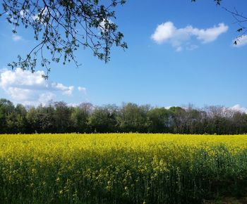 Scenic view of field against sky