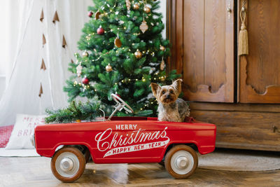 A yorkshire terrier sits in a red toy car decorated for christmas. new year's card with a dog