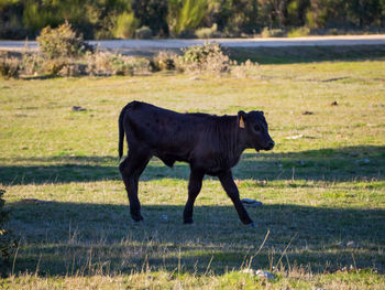 Horse standing in a field