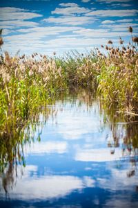 Plants growing by lake against sky