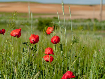 Close-up of red poppy flowers growing on field