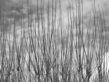 Close-up of wheat growing on field against sky