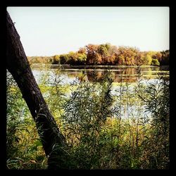 Reflection of trees in lake