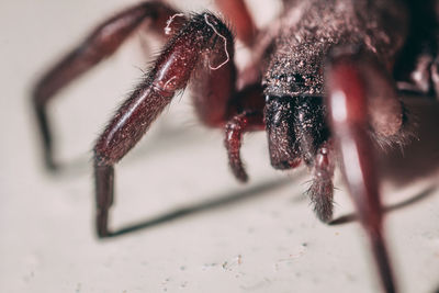 Close-up of spider