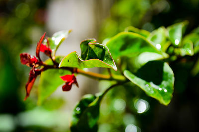 Close-up of fresh green leaves on tree