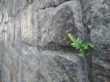 Close-up of plant growing on rock