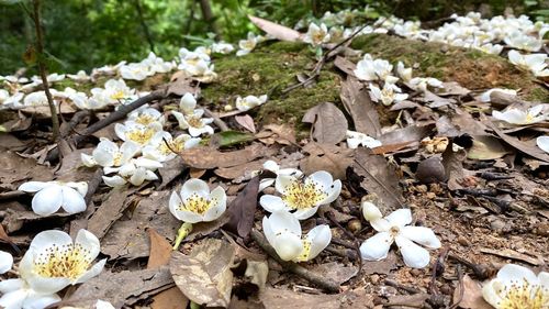 High angle view of white flowering plants on field