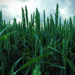 Oat crops growing at farm against sky