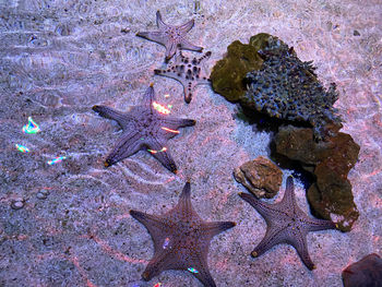 High angle view of crab in sea