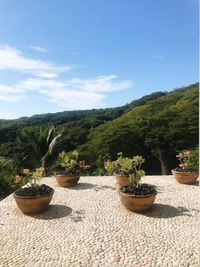 Potted cactus plants against sky