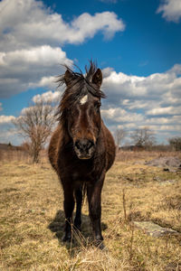 Portrait of a horse on field