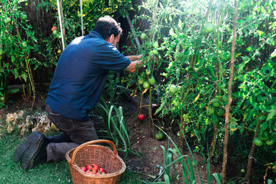 Side view of unrecognizable male gardener with wicker basket harvesting ripe red tomatoes in summer vegetable garden