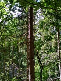 Low angle view of trees in forest