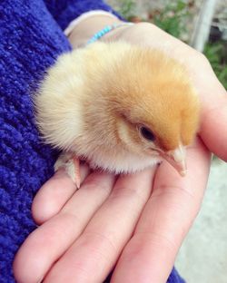 Close-up of hand holding bird