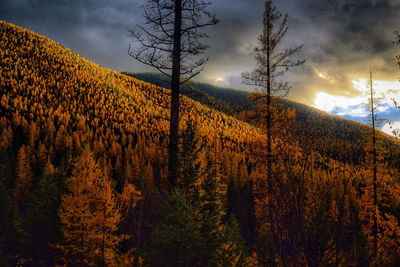 Scenic view of forest during sunset