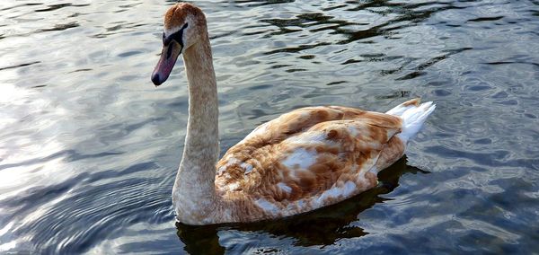 High angle view of swan swimming in lake