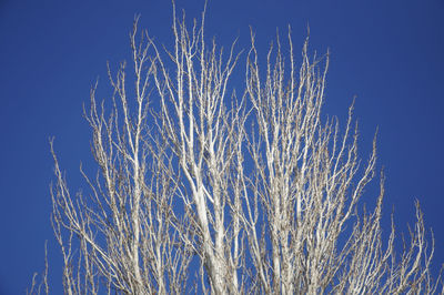 Low angle view of grass against clear blue sky