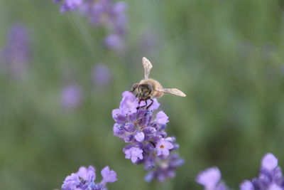 Close-up of bee pollinating on flower