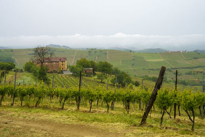 Scenic view of vineyard against sky