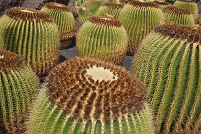 Close-up of succulent plant on field