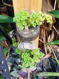 Low section of potted plants