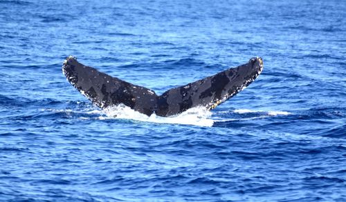 Scenic view of swimming in sea
