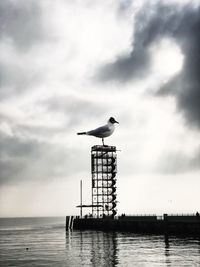 Low angle view of seagull perching on sea against sky